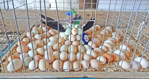 It may have been the Sauk County Fair last week, but the birds who were shown could still lay eggs. An exhibitor made this sculpture out of numerous kinds of eggs. 