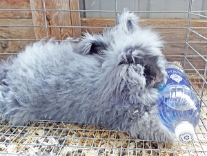 Exhibitors used plenty of methods to keep their animals cool during the Sauk County Fair last week. One was frozen water bottles. Fans, baths and misters were also used to keep animals from overheating.